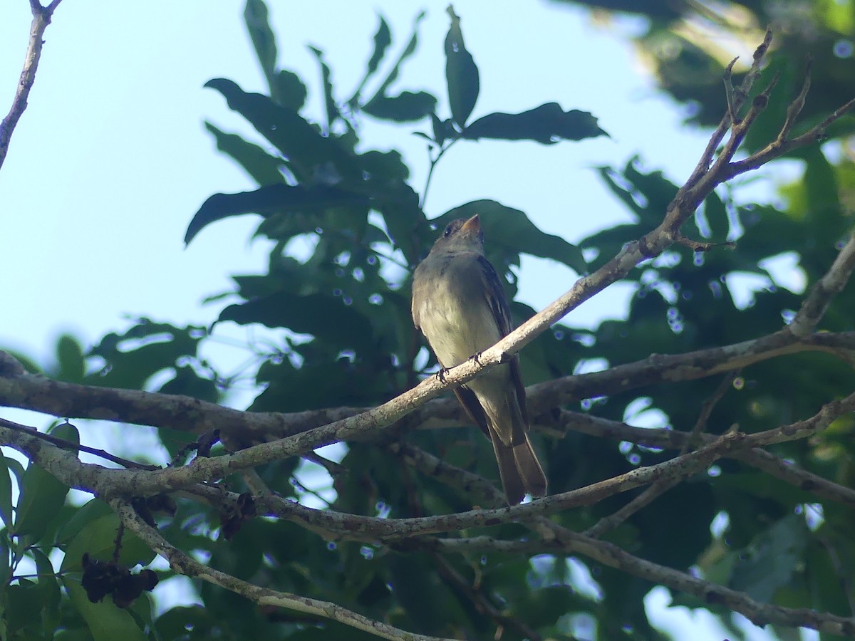 Doğulu Pivi - ML651555724