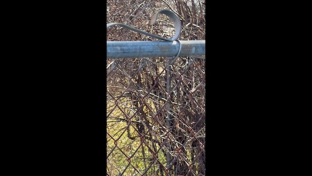 Ruby-crowned Kinglet - ML651557091