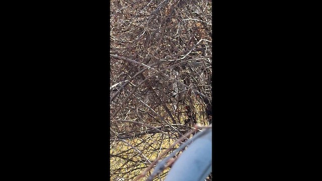 Ruby-crowned Kinglet - ML651557092