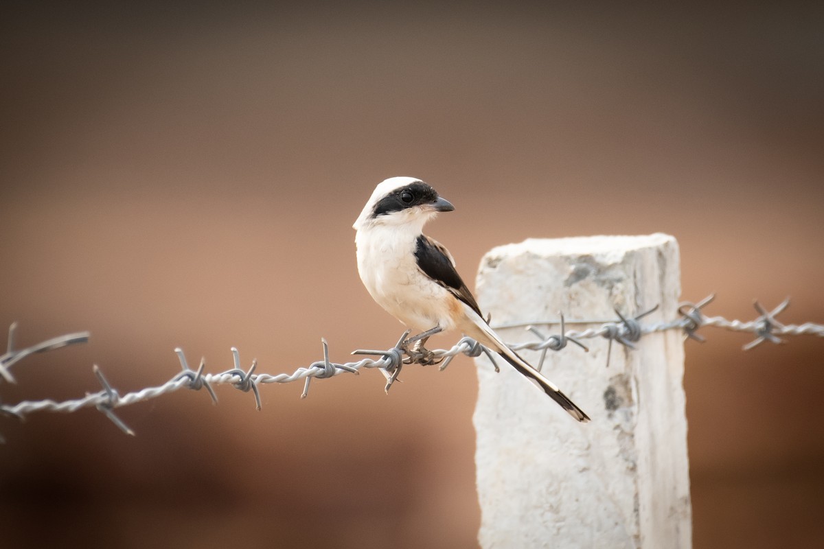 クロビタイセアカモズ - ML651557268