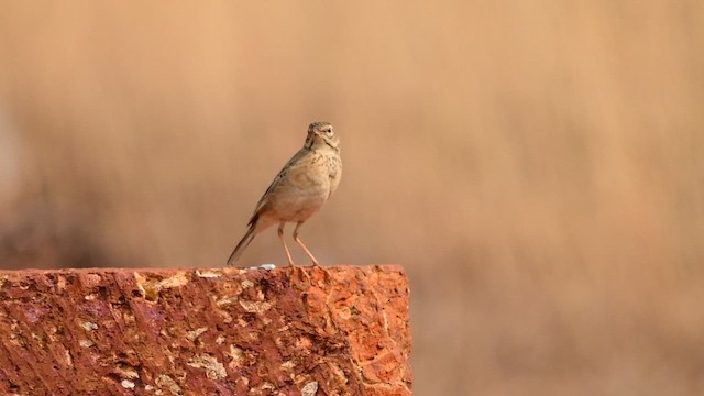 ヒメマミジロタヒバリ - ML651557296