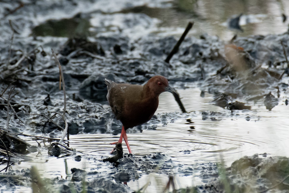 ヒクイナ - ML651557391