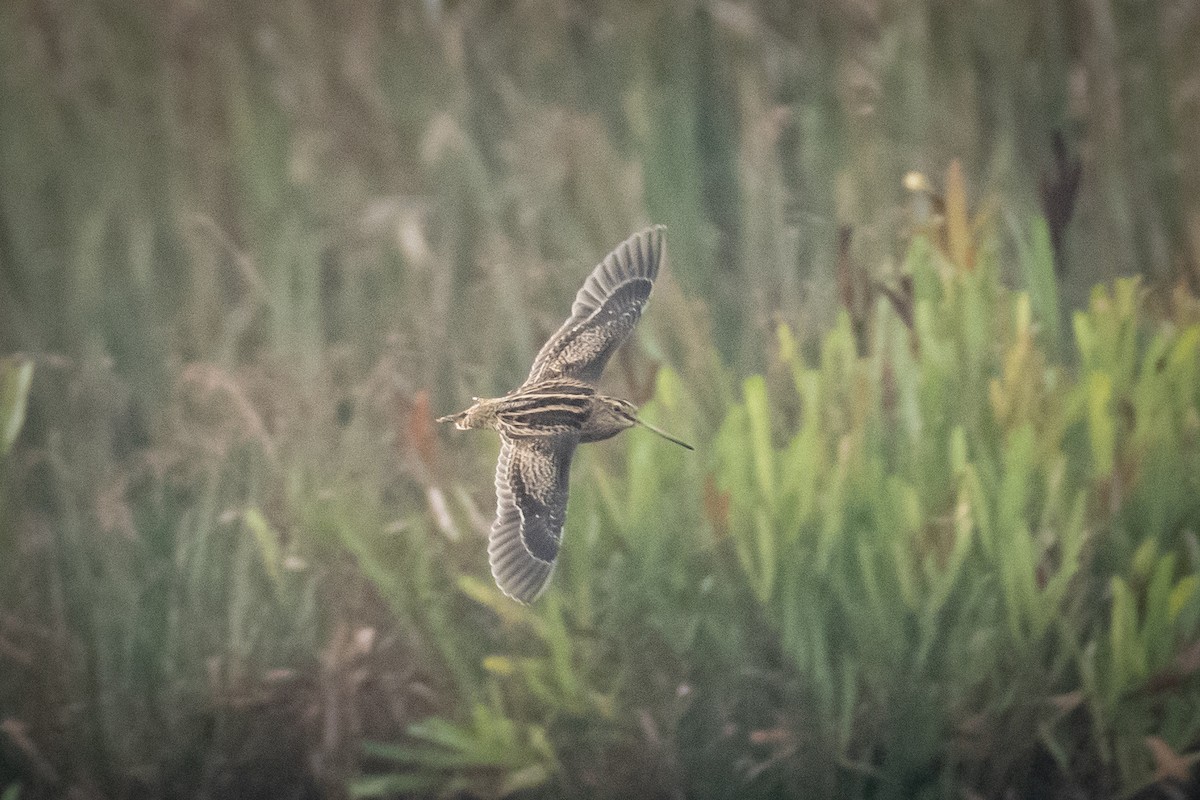 ハリオシギ - ML651557442