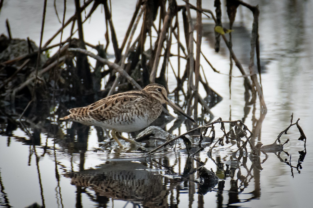 ハリオシギ - ML651557443