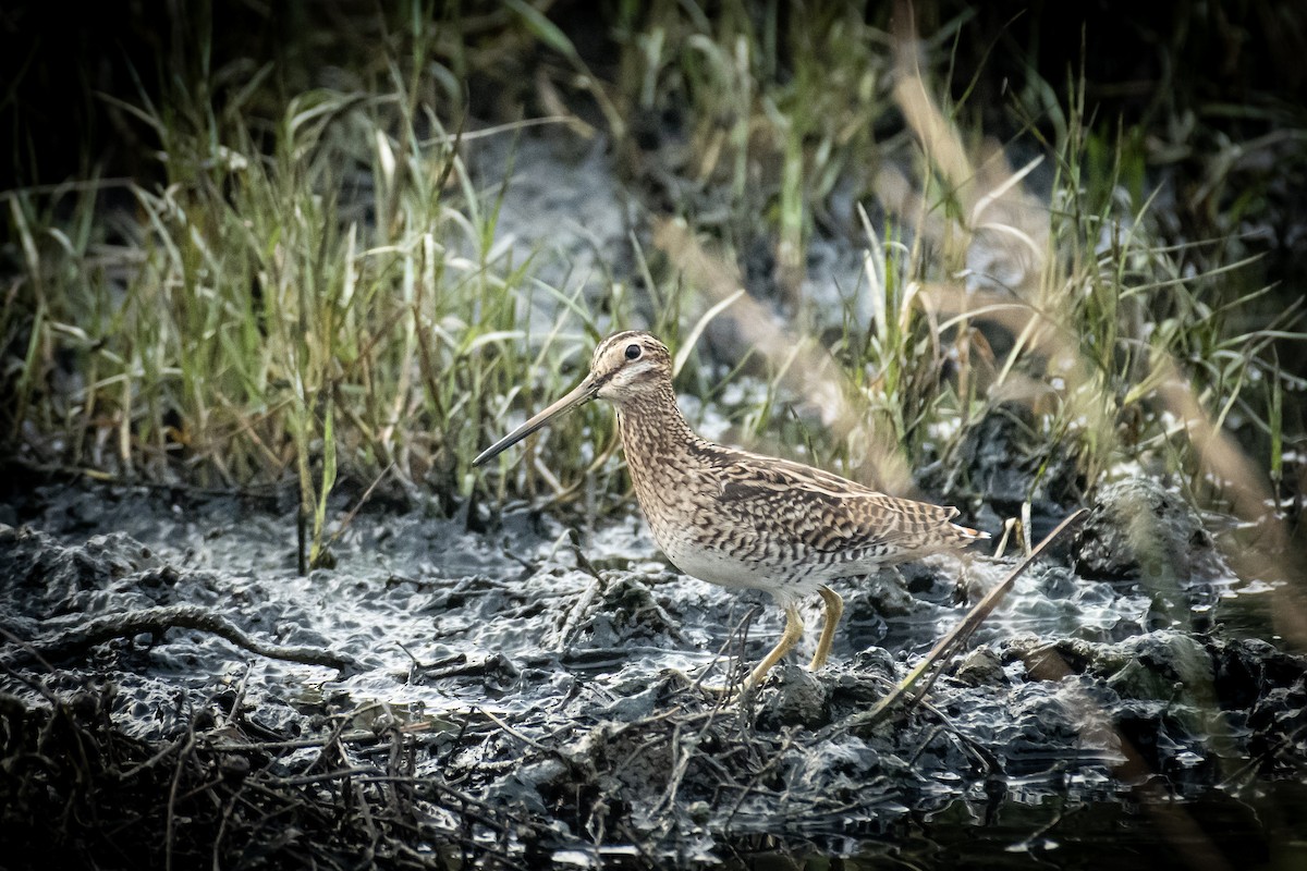 ハリオシギ - ML651557444