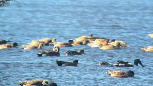 Eurasian Wigeon - ML651557474
