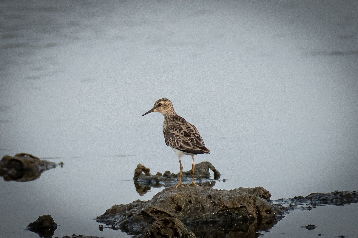 ヒバリシギ - ML651557479