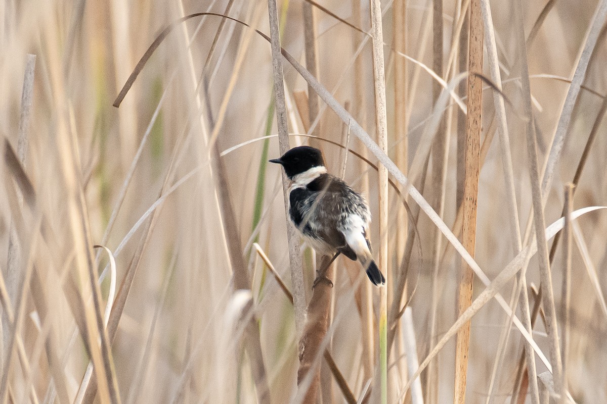シベリアノビタキ（maurus グループ） - ML651557499