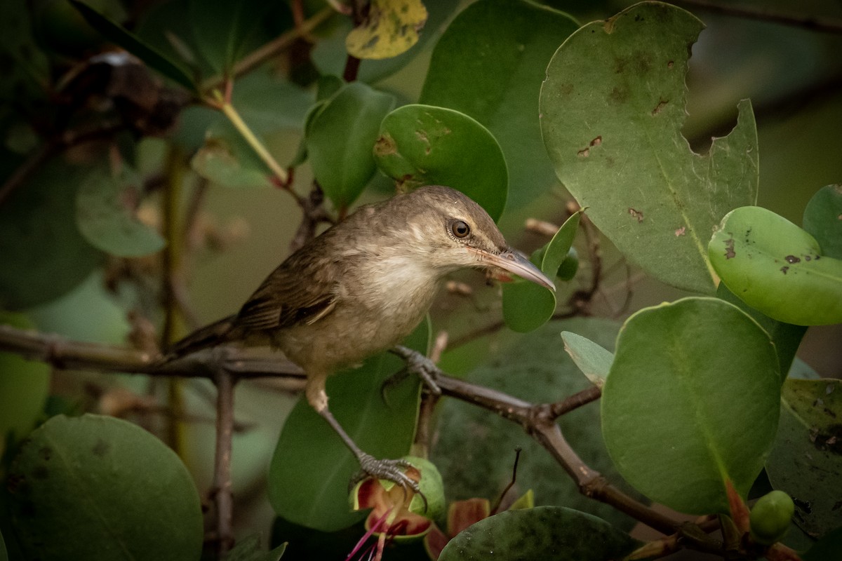 チュウヨシキリ - ML651557514