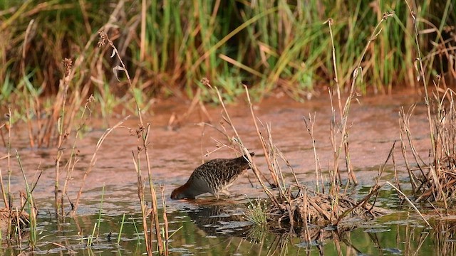 ハシナガクイナ - ML651557752