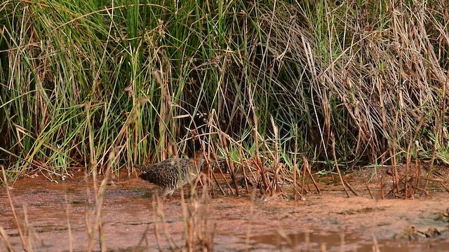 ハシナガクイナ - ML651557760