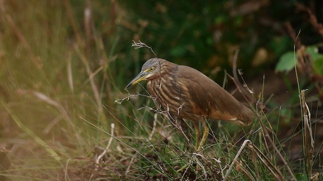 インドアカガシラサギ - ML651557810