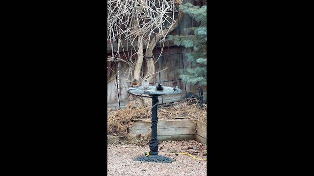 Storno - ML651558610