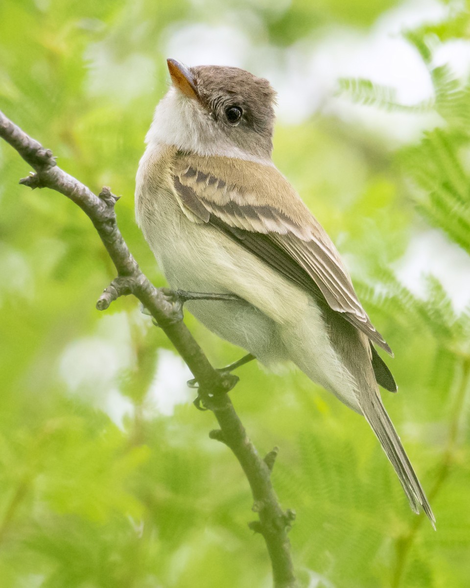 メジロハエトリ - ML651558951