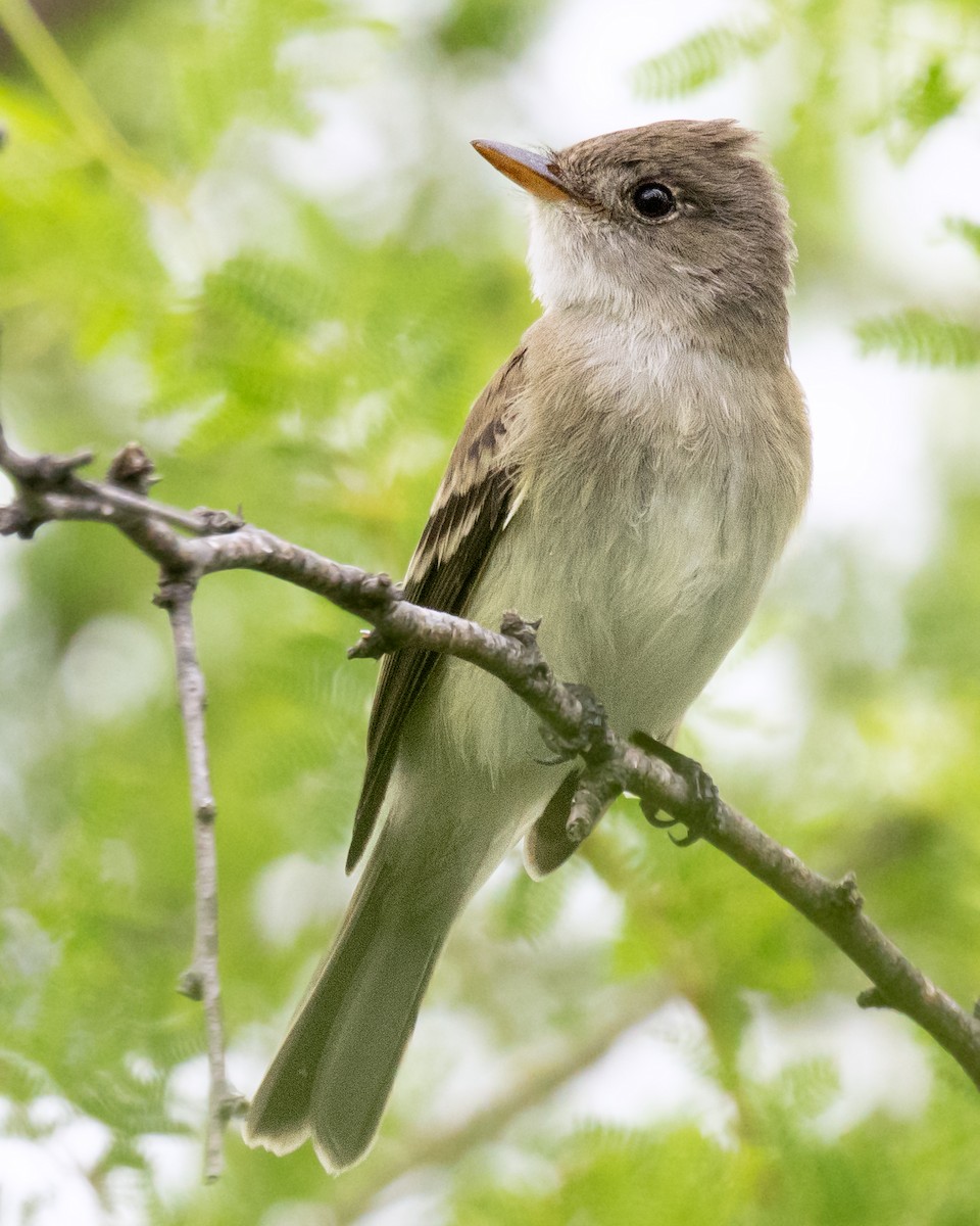 メジロハエトリ - ML651558952