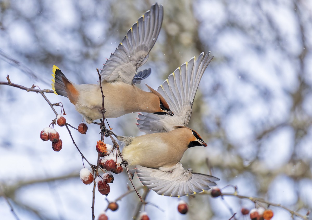 キレンジャク - ML651559144