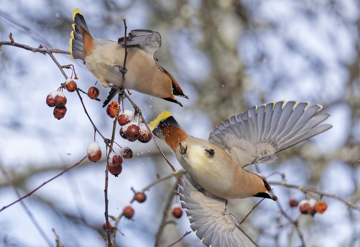 キレンジャク - ML651559189