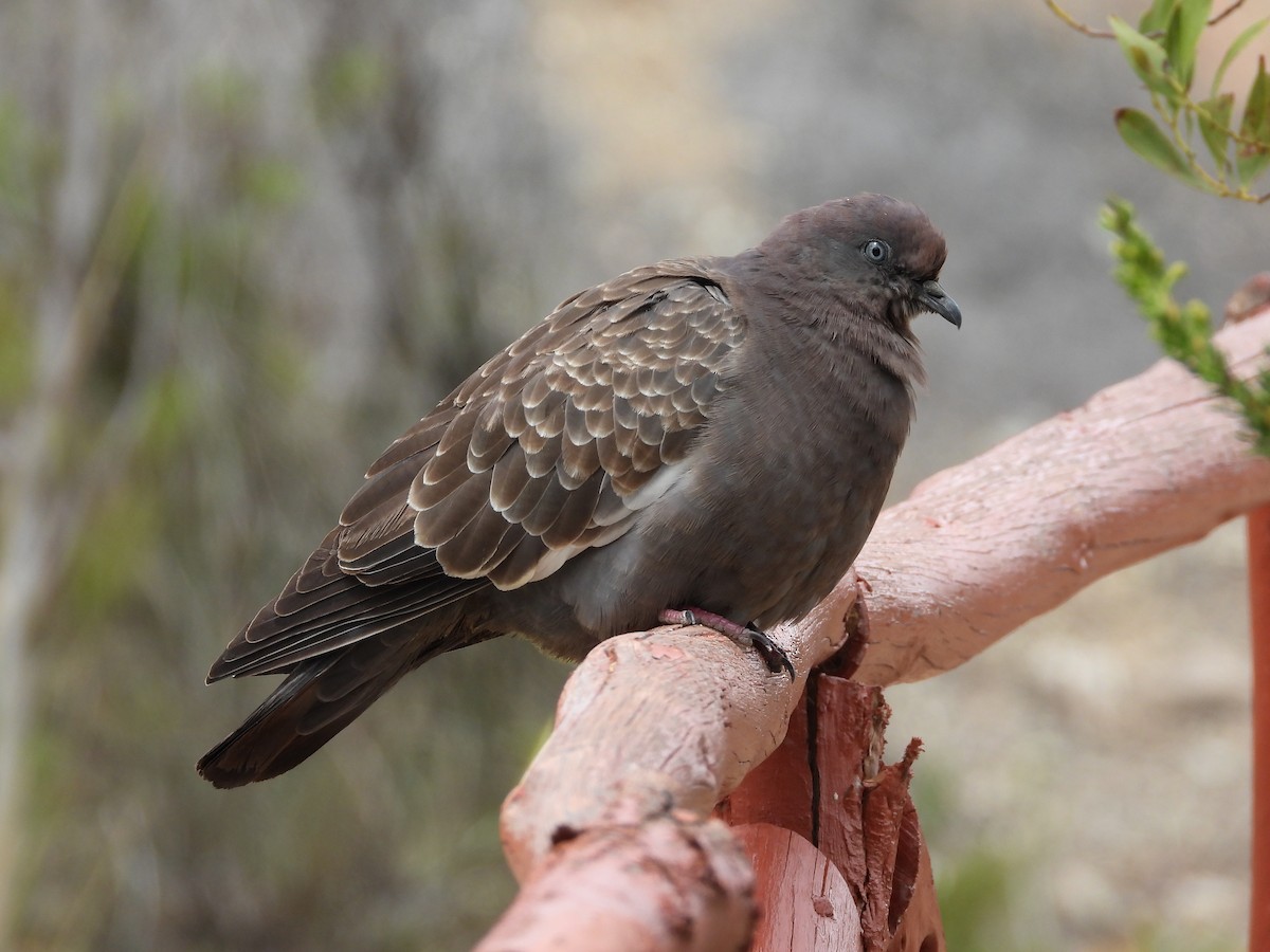Pigeon tigré - ML651560665