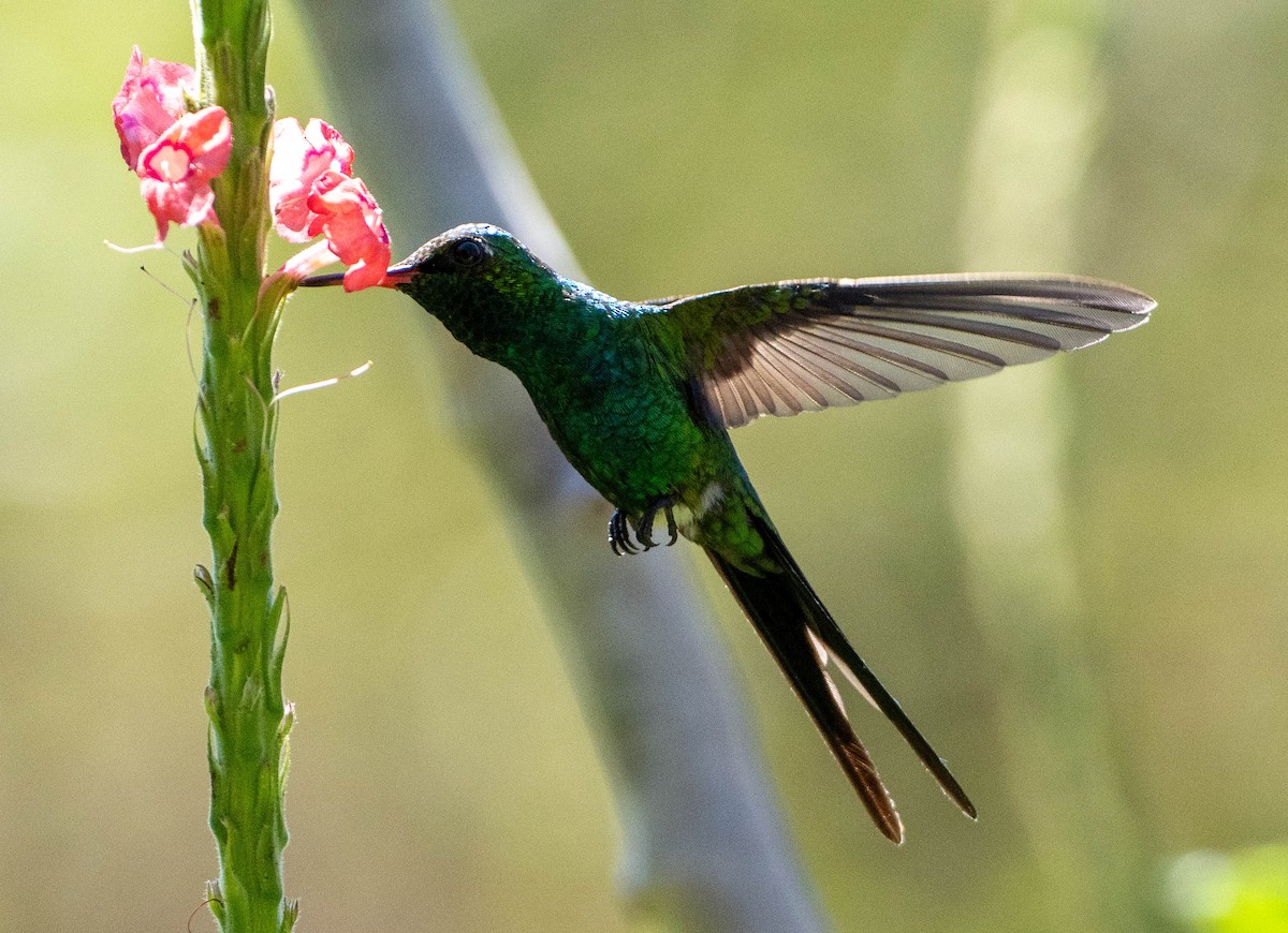 Goldscheitel-Smaragdkolibri - ML651560805