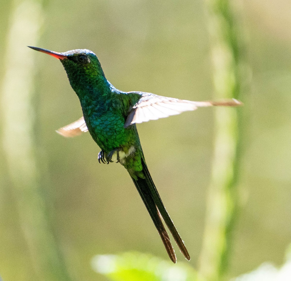 Goldscheitel-Smaragdkolibri - ML651561087