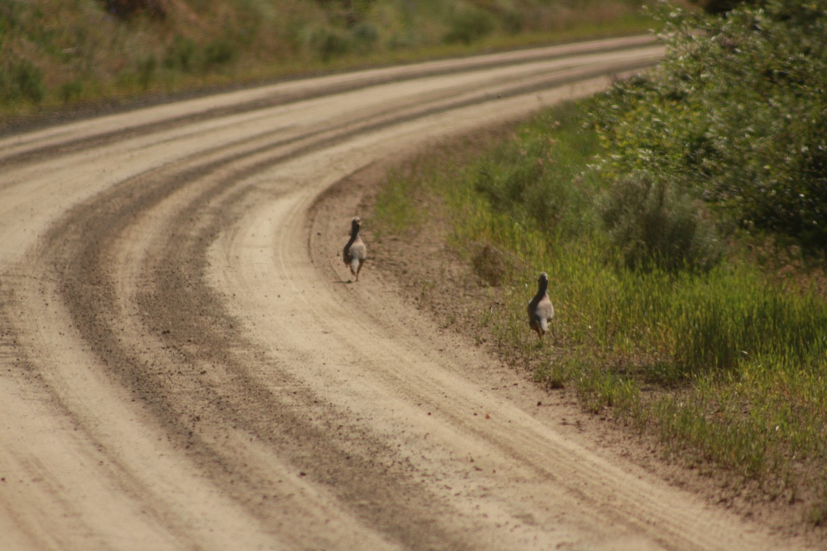 Chukar - Gabriel Sandoval