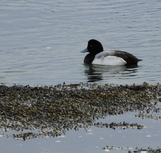 eBird Checklist - 22 Feb 2026 - Hilton Park, Dover Point - 9 species