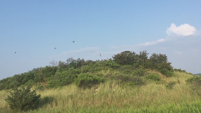 Tree Swallow - ML651561537