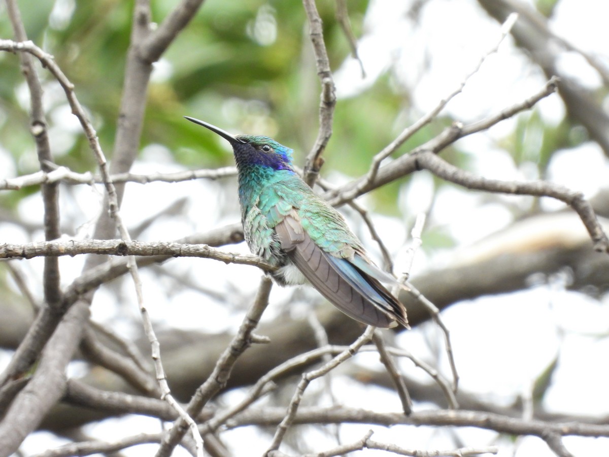 Colibri d'Anaïs - ML651561657