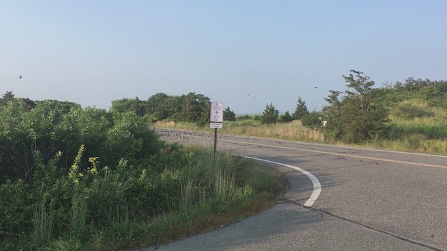 Tree Swallow - ML651561677