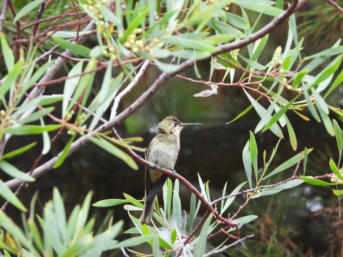 Colibri sapho - ML651561790