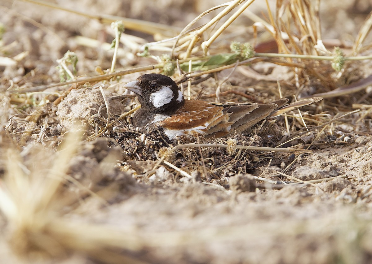 skřivan bělouchý - ML651563497