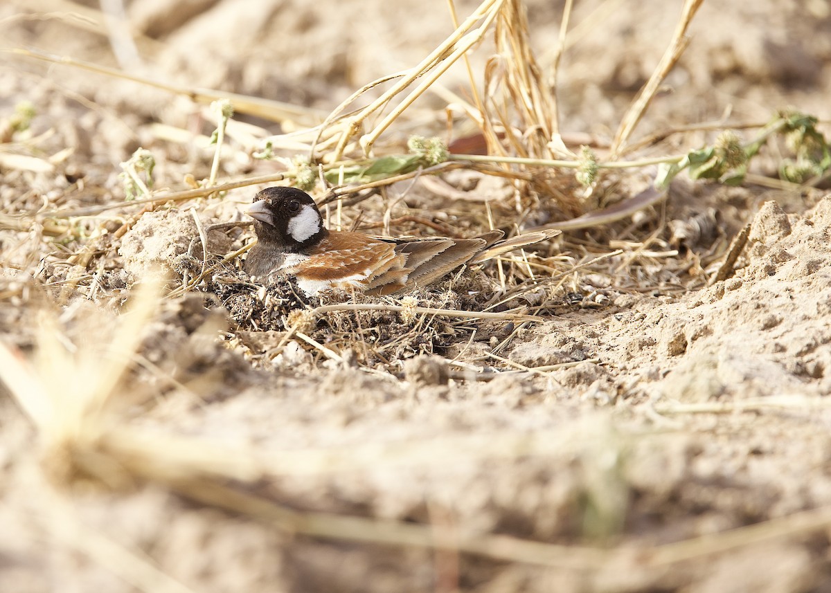 skřivan bělouchý - ML651563511