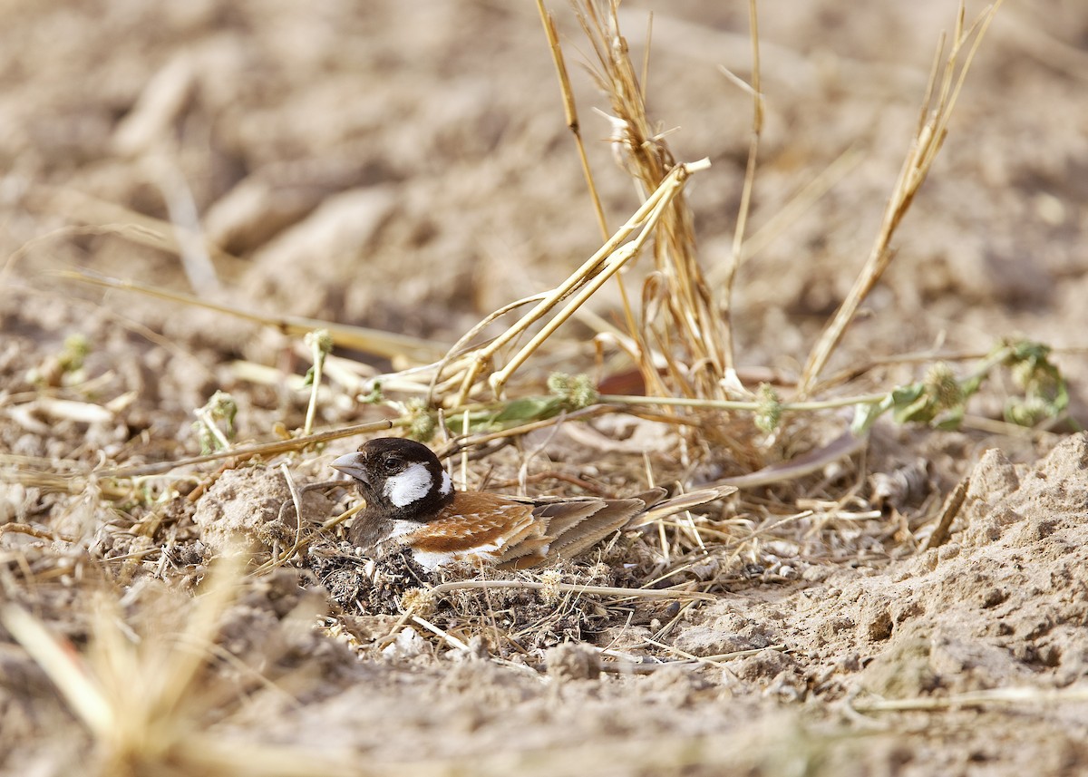 skřivan bělouchý - ML651563523
