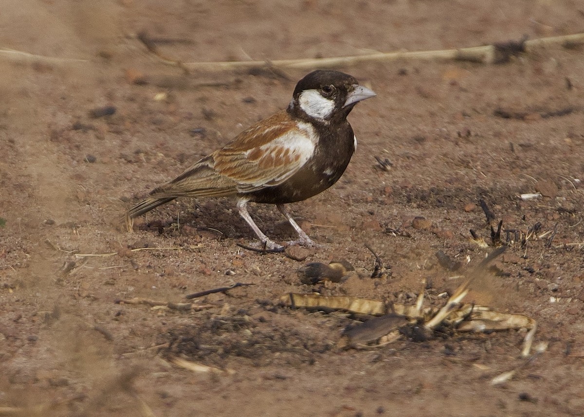 skřivan bělouchý - ML651563529