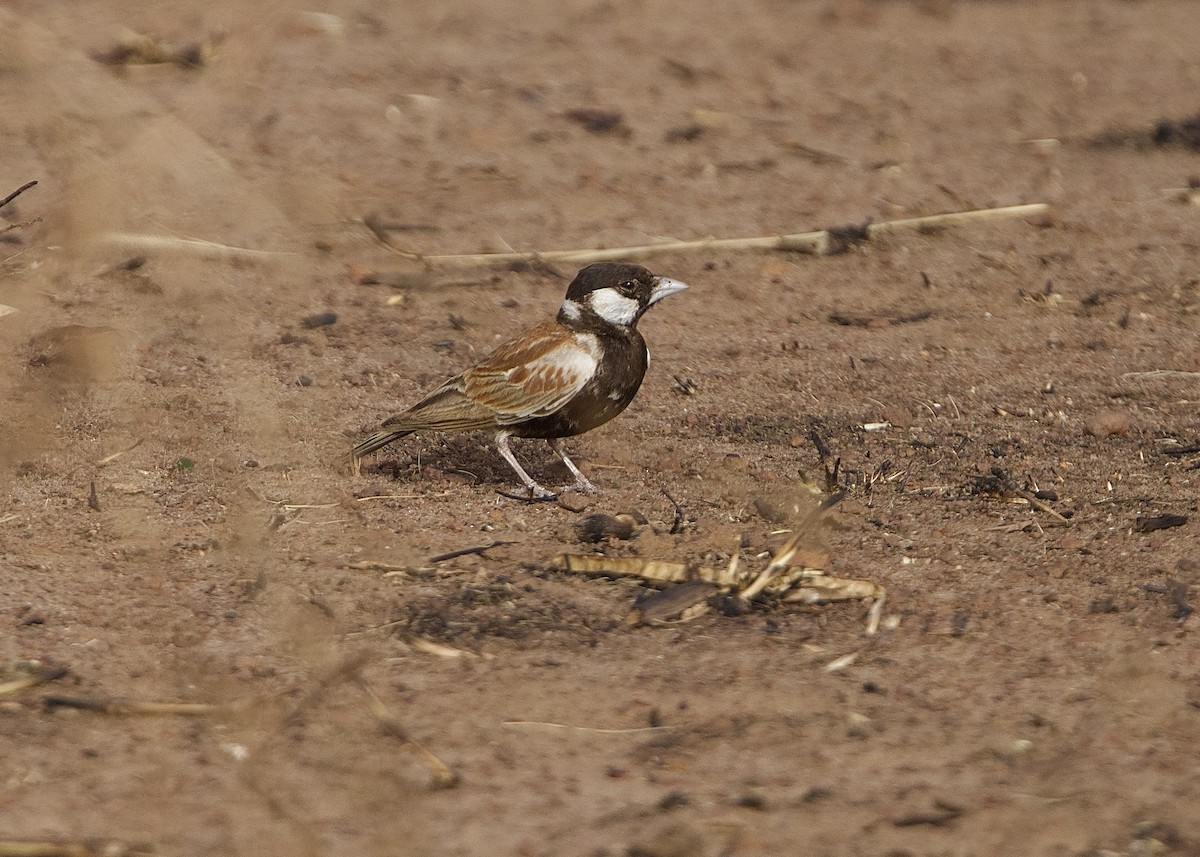 skřivan bělouchý - ML651563535