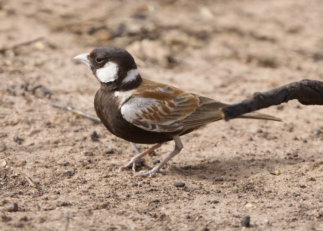 skřivan bělouchý - ML651563581