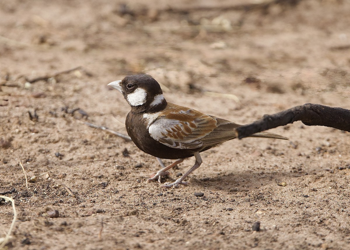skřivan bělouchý - ML651563602