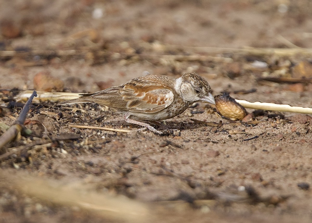 skřivan bělouchý - ML651563622
