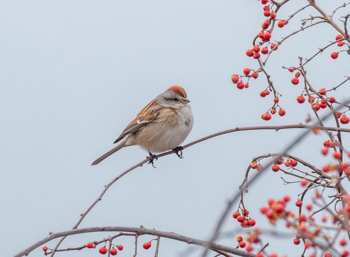 strnádka pokřovní - ML651563904