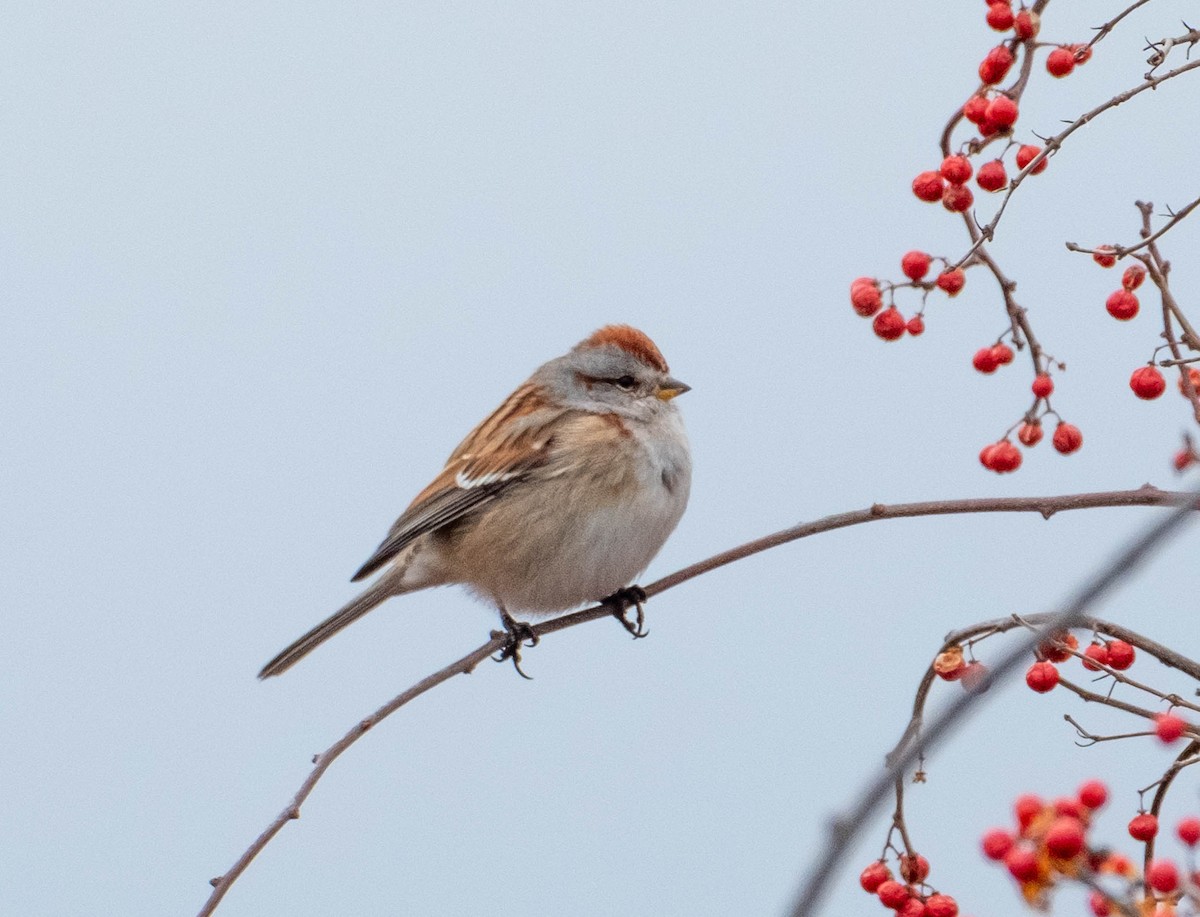 strnádka pokřovní - ML651563905