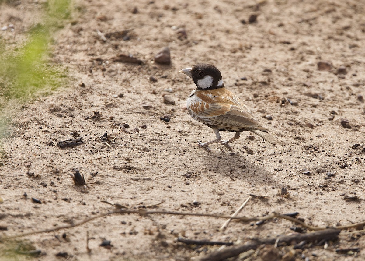skřivan bělouchý - ML651564063