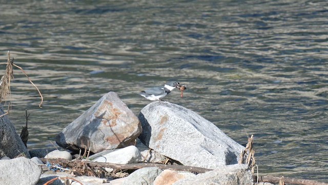 שלדג אמריקני - ML651564066