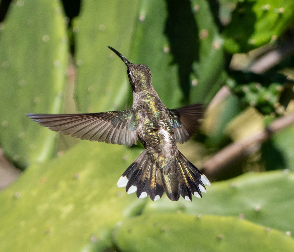 Funkenkehlkolibri - ML651564218