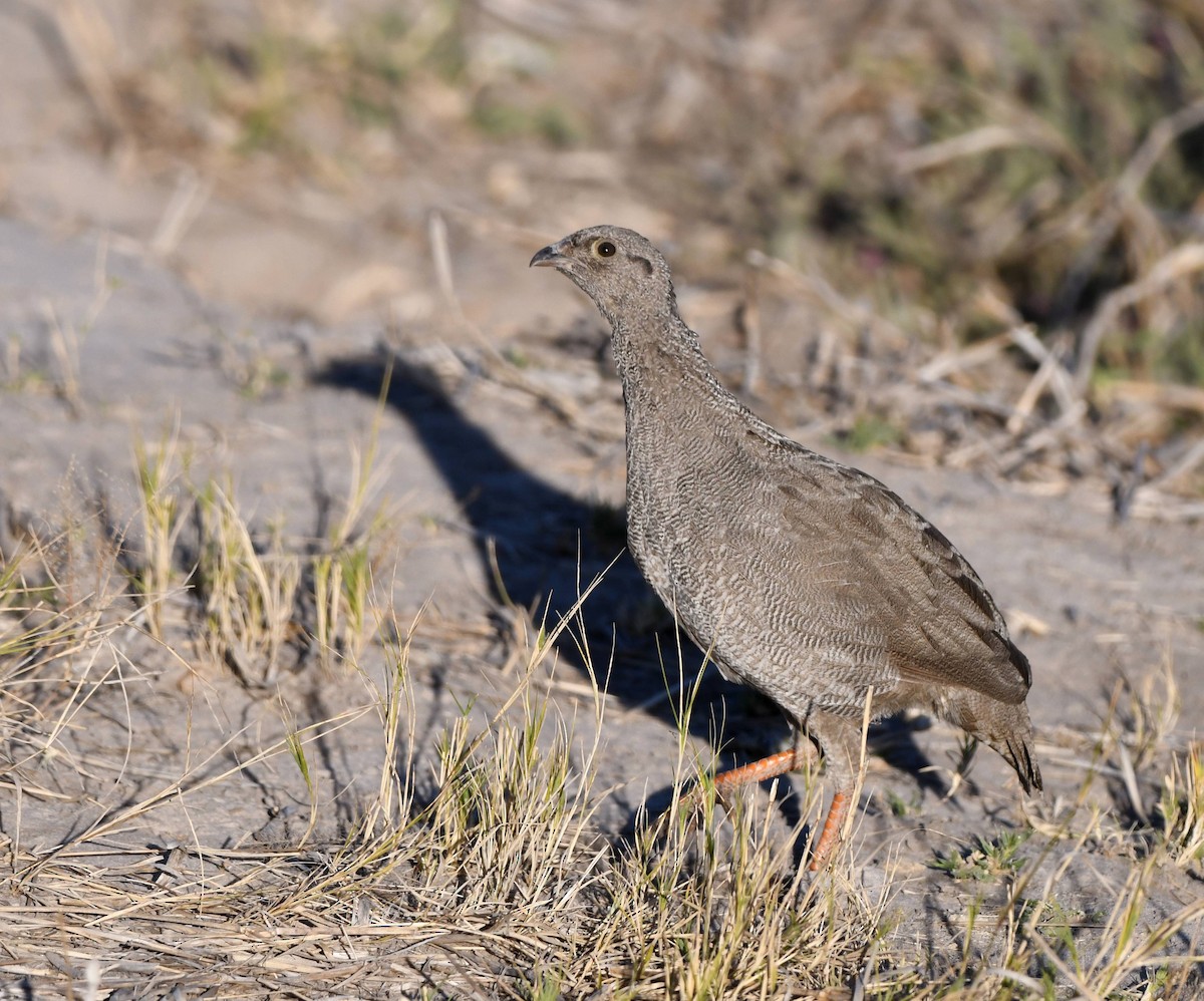 サザナミシャコ - ML651564222