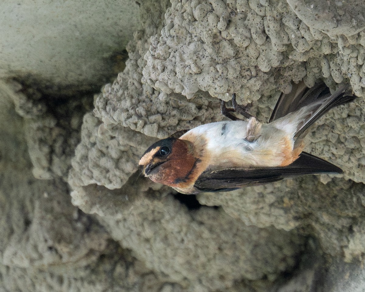 サンショクツバメ - ML651564474