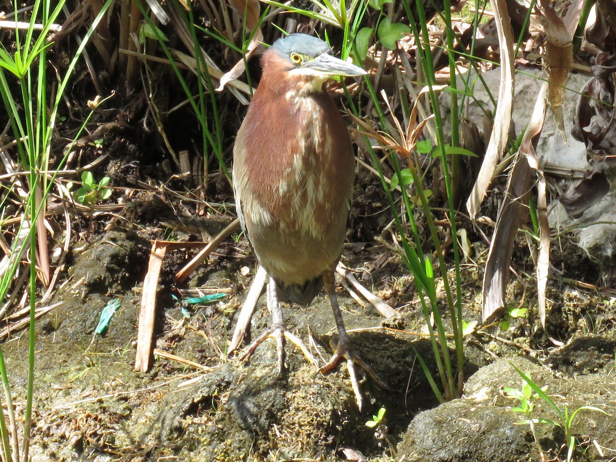 Green Heron - ML651564624