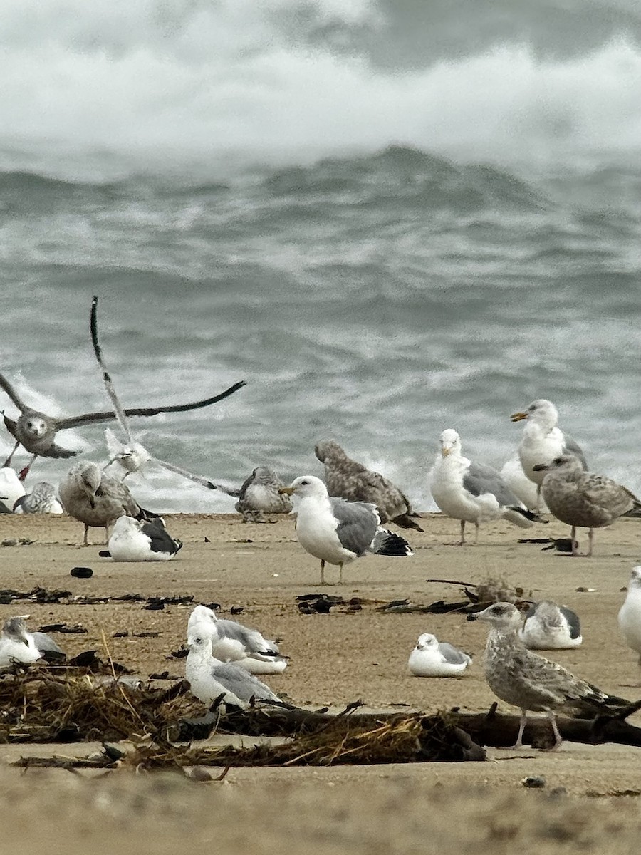 California Gull - ML651565471