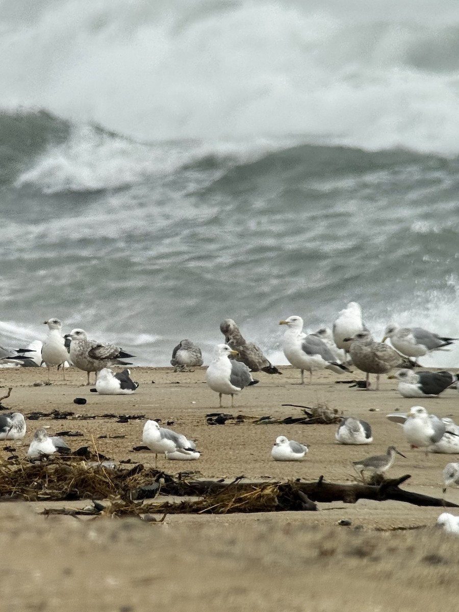 California Gull - ML651565472