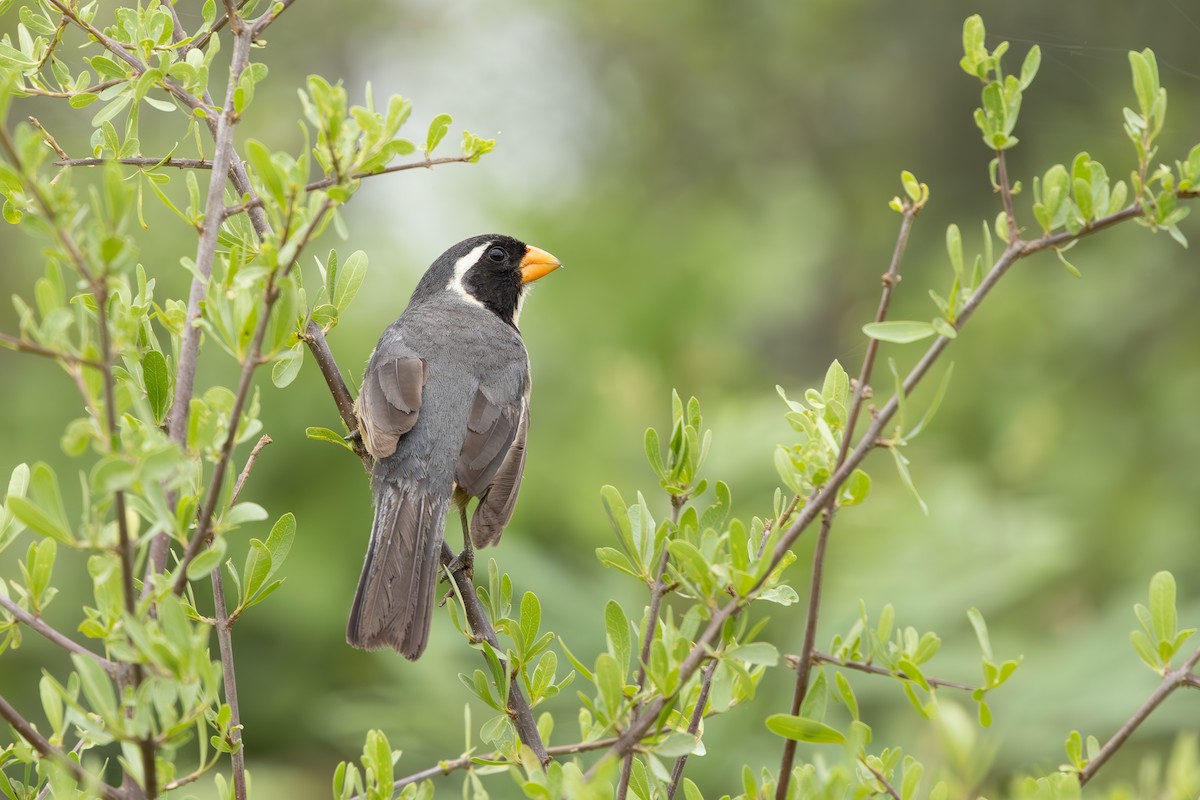 Sarı Gagalı Saltator - ML651565637