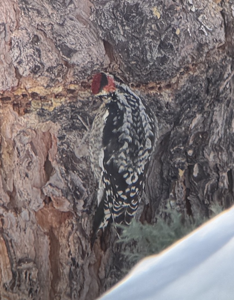 Red-naped Sapsucker - ML651567209
